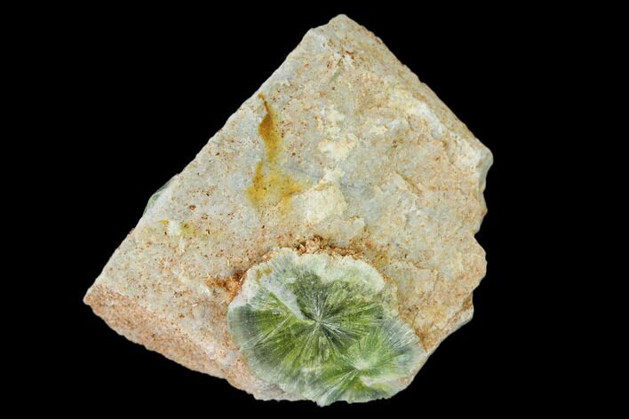 Radiating, Green Wavellite Crystal Aggregation - Arkansas #135935